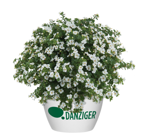 Scopia® Gulliver White Improved