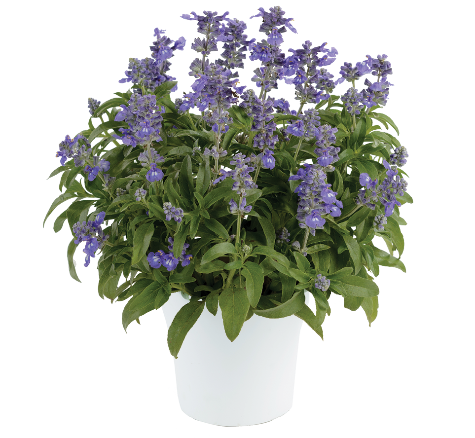 Sallyfun™ Bicolor Blue
