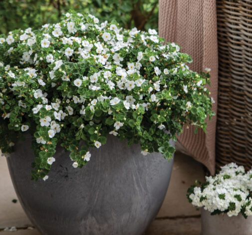 Scopia® Gulliver White Improved