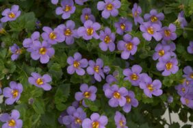 Scopia® Great Regal Blue