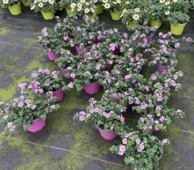 Scopia® Gulliver Pink Heart Improved