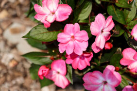 Sol Luna™ Pink