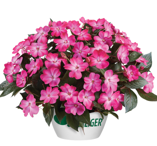 Sol Luna™ Pink