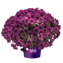 SPLASH DANCE® Magenta Mambo