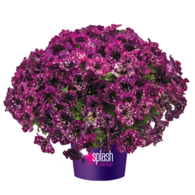 SPLASH DANCE® Magenta Mambo