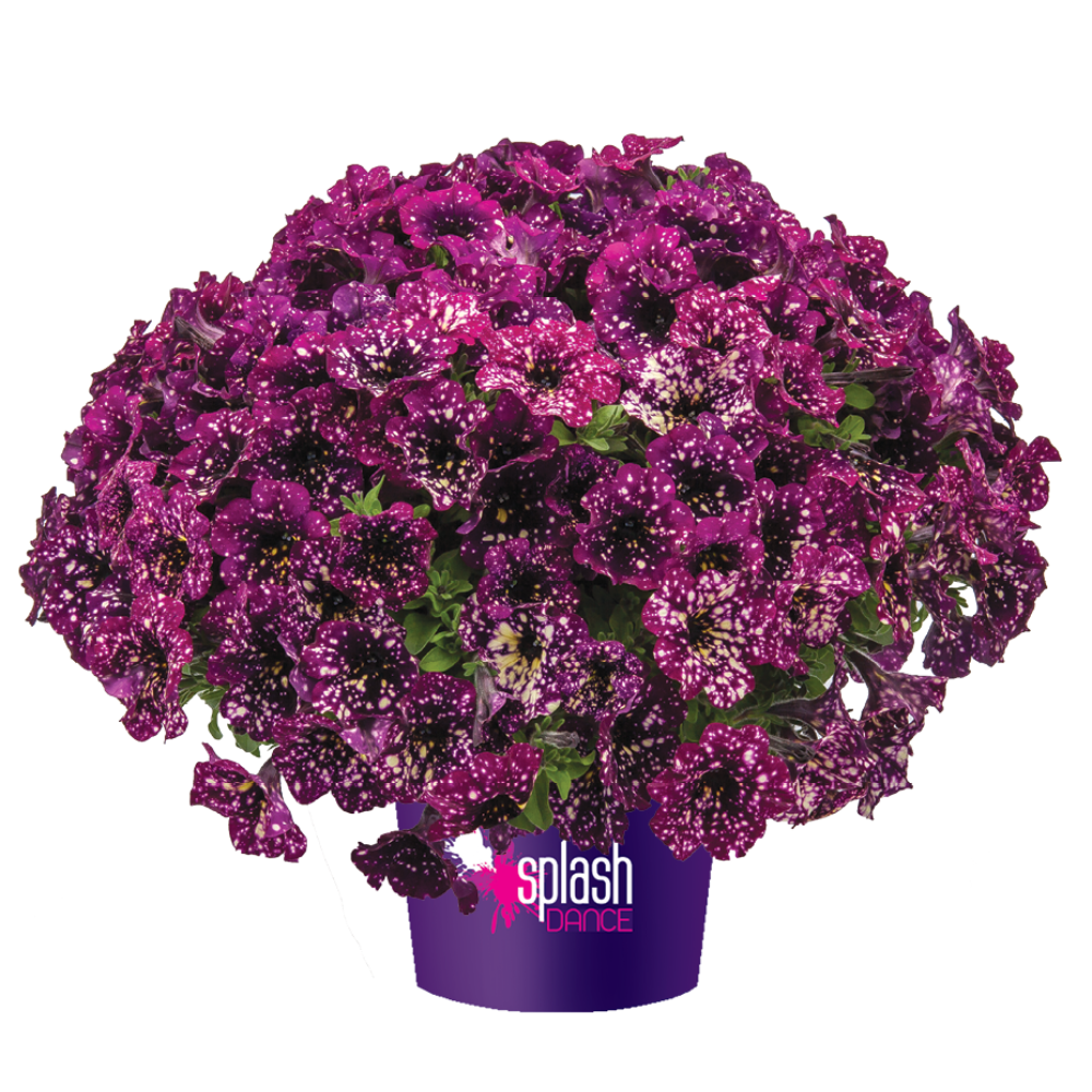 SPLASH DANCE® Magenta Mambo