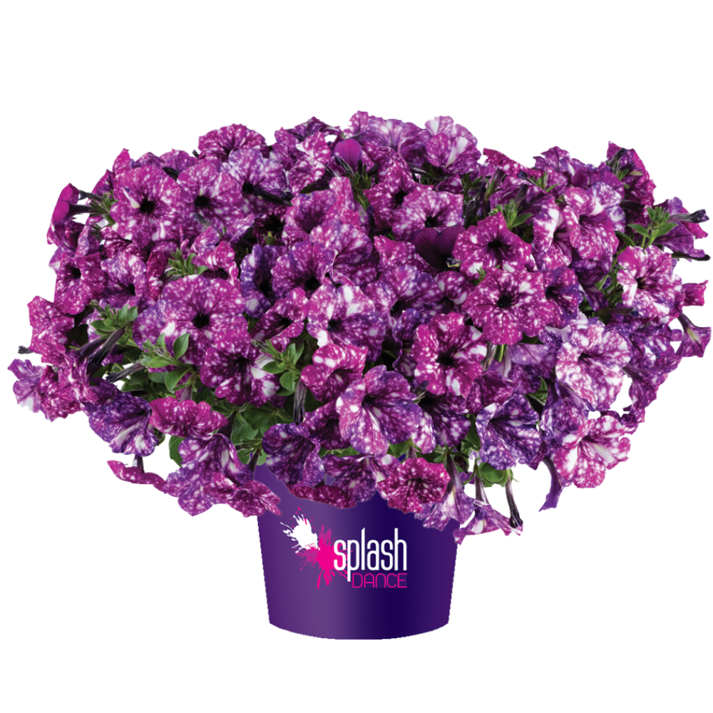 SPLASH DANCE® Purple Polka