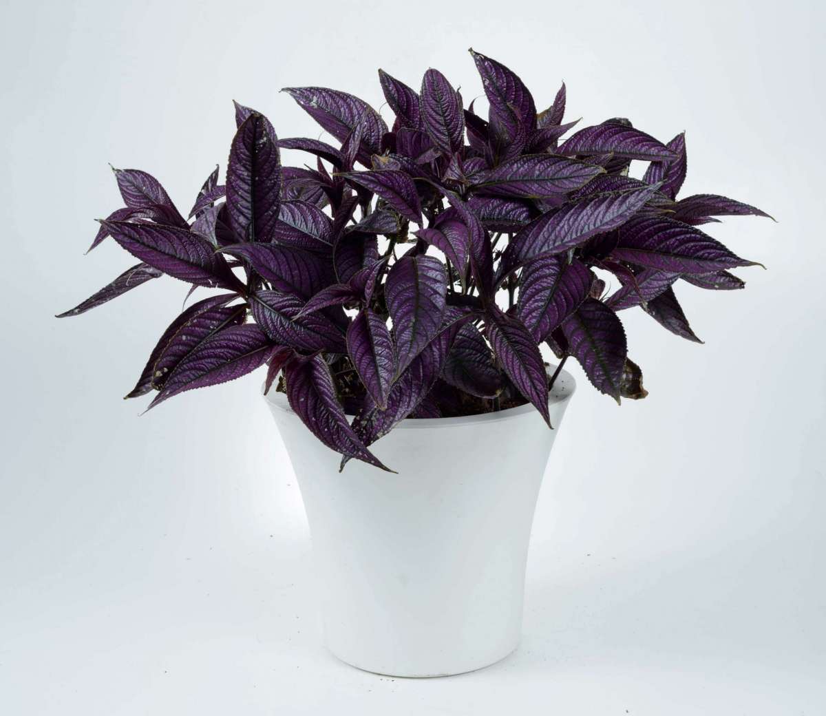 Persian Shield™