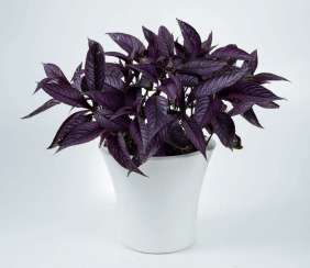 Persian Shield™