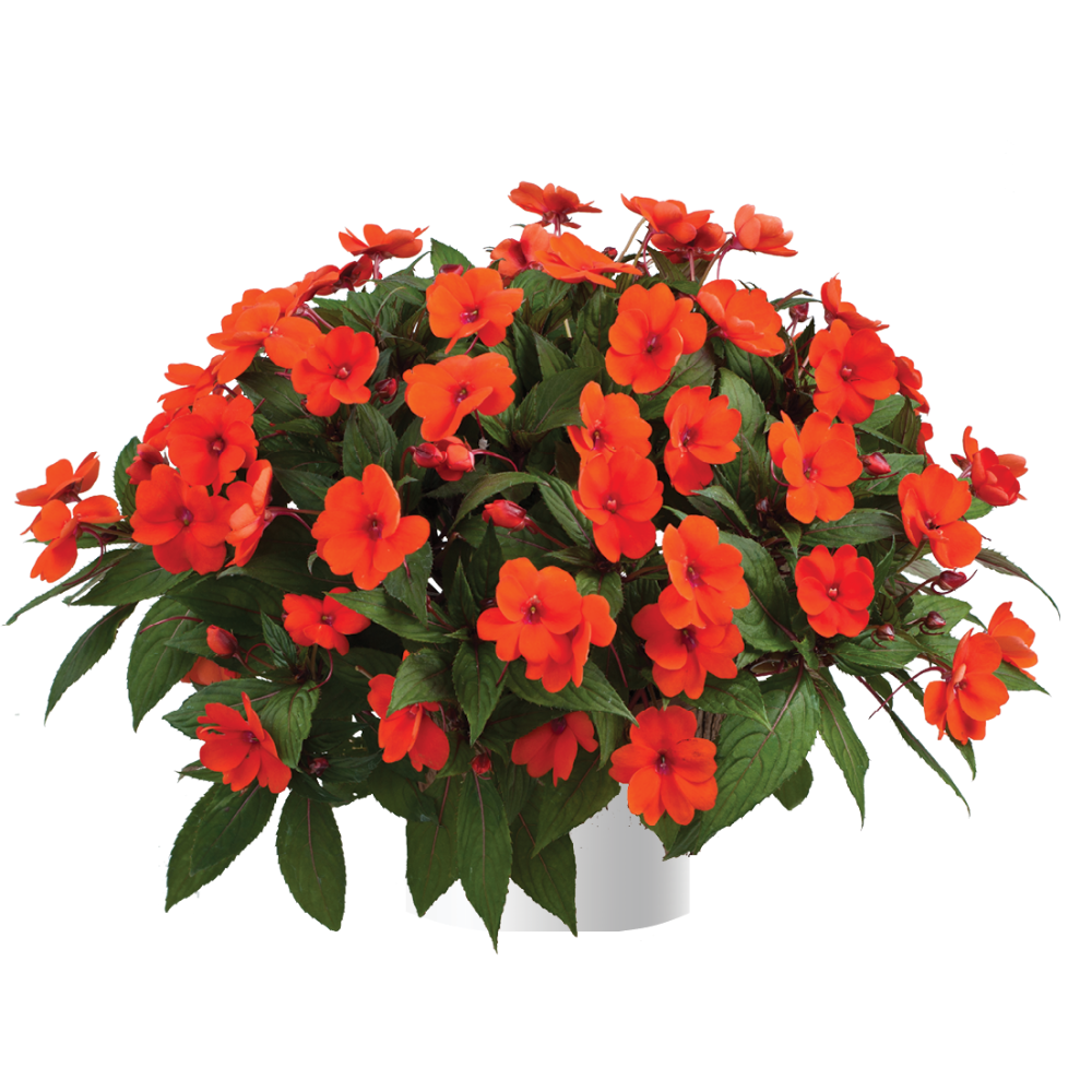 Sun Harmony™ Deep Orange
