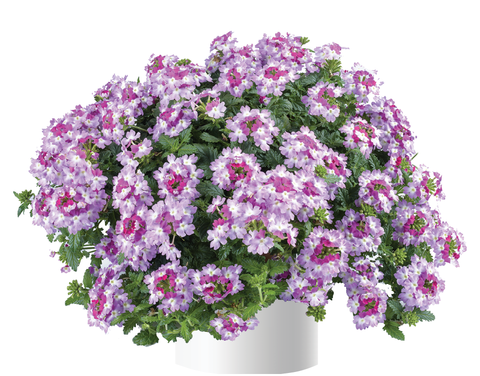 Vanessa™ Bicolor Purple