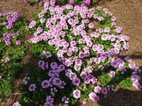Vanessa™ Bicolor Pink