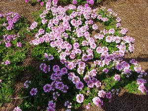 Vanessa™ Bicolor Pink