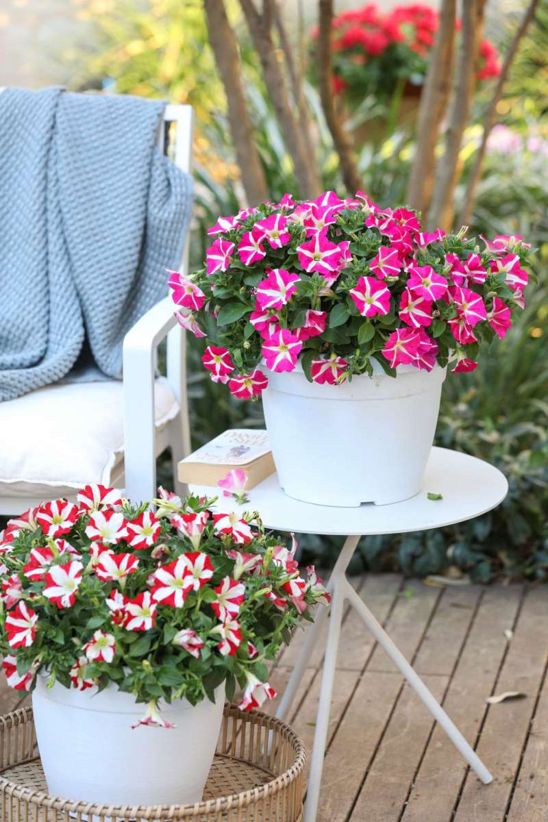 AMORE® Series