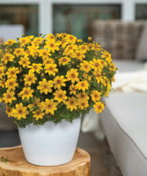 Yellow Charm™