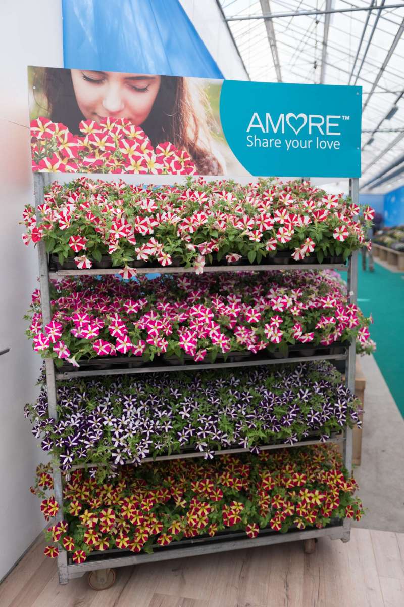AMORE® Series