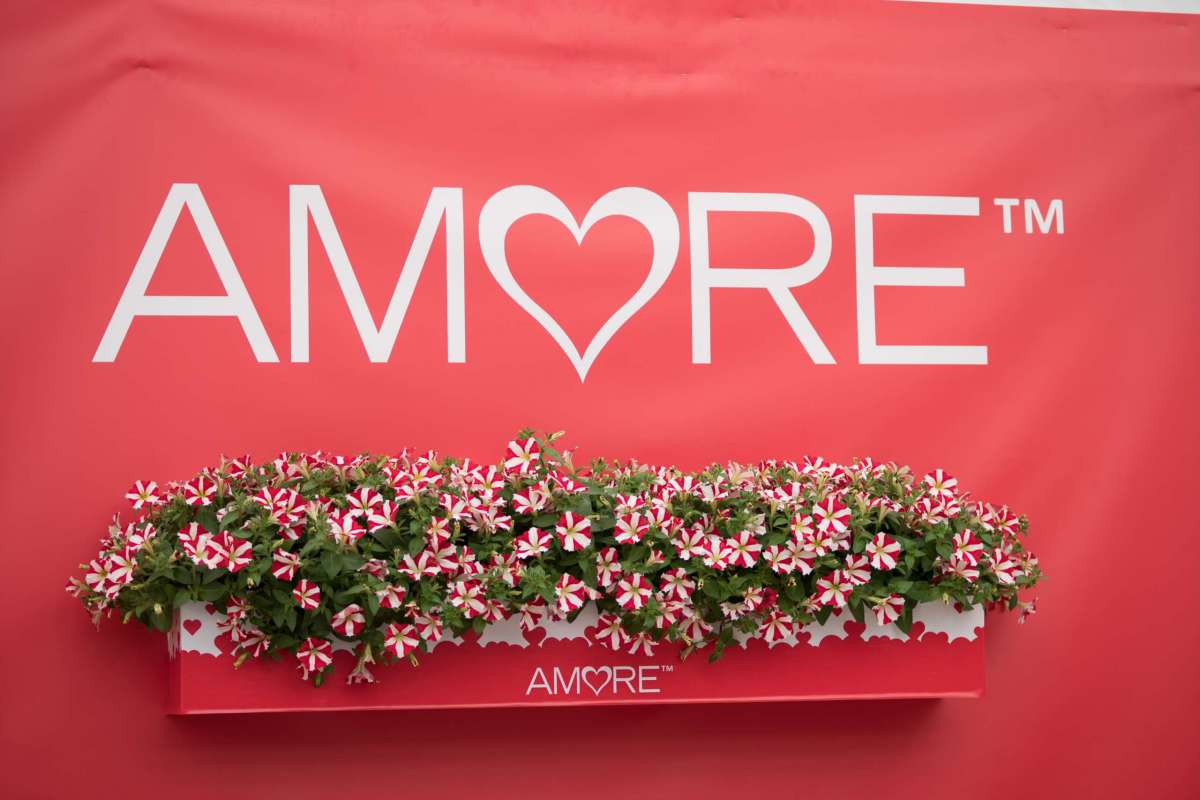 AMORE® Series