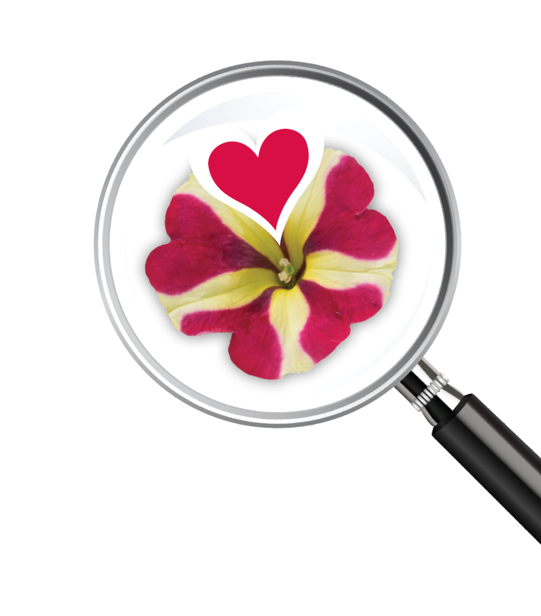 Amore® Queen of Hearts