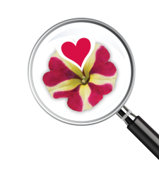 Amore® Queen of Hearts