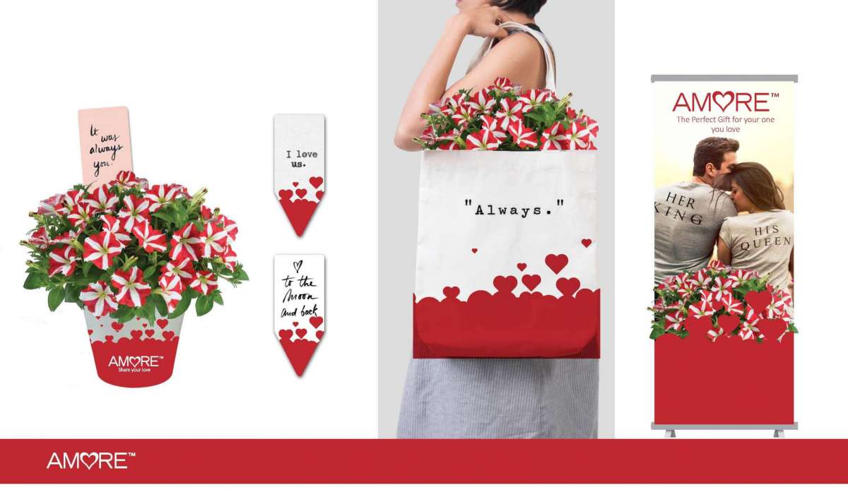 AMORE® Series