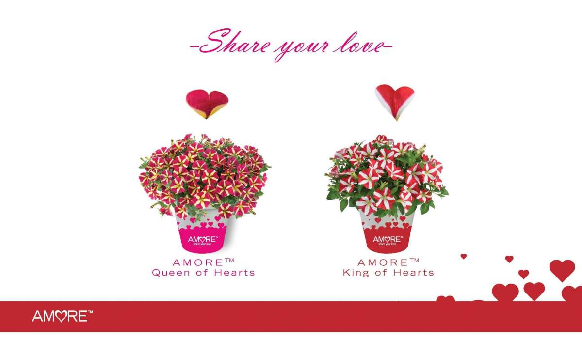 AMORE® Series