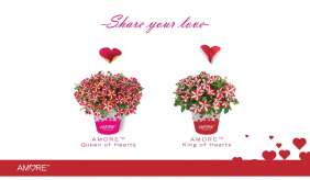 AMORE® Series