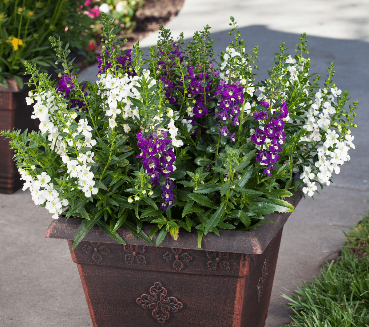 ALONIA™ Series