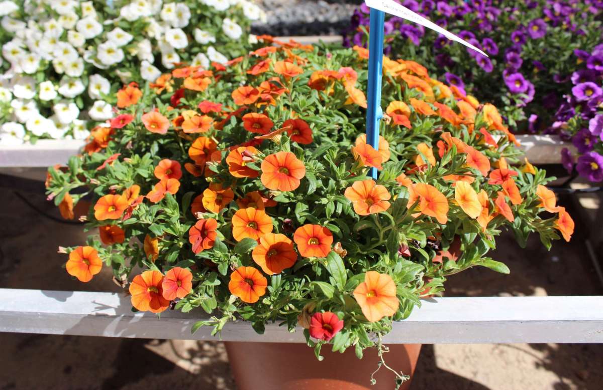 Colibri™ Orange
