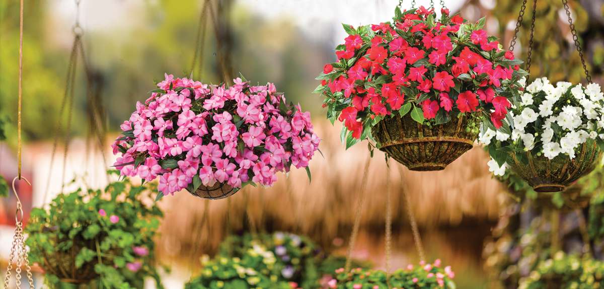 HARMONY® COLORFALL Series