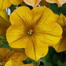 Supercal® Premium Yellow Sun Imp.