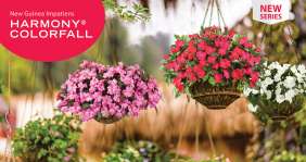 HARMONY® COLORFALL Series