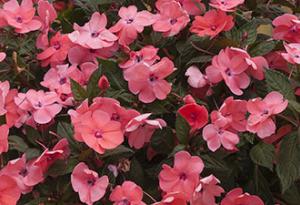 SunPatiens® Compact Coral Pink