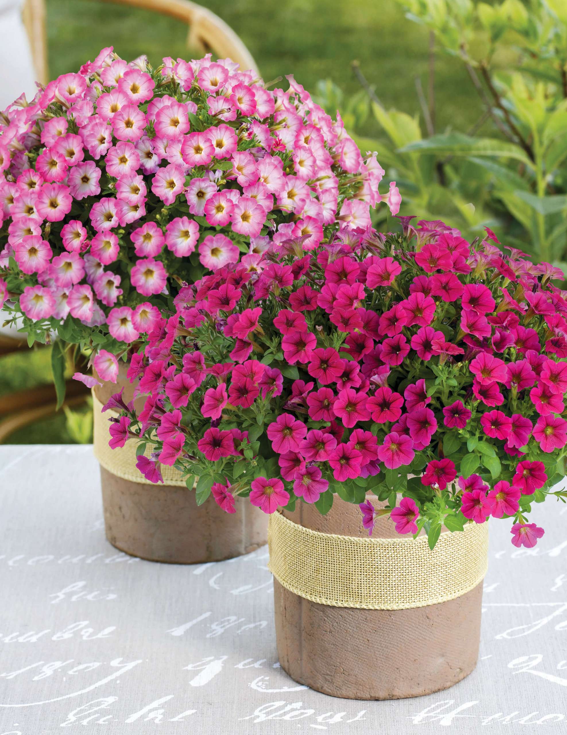 LITTLETUNIA® Series