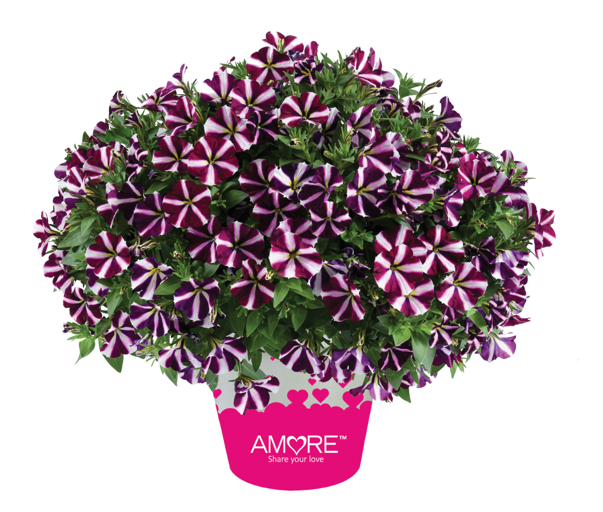 Amore® Fluttering Heart