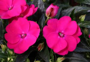 SunPatiens® Vigorous Rose Pink