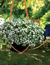 Scopia® Gulliver Dynamic White