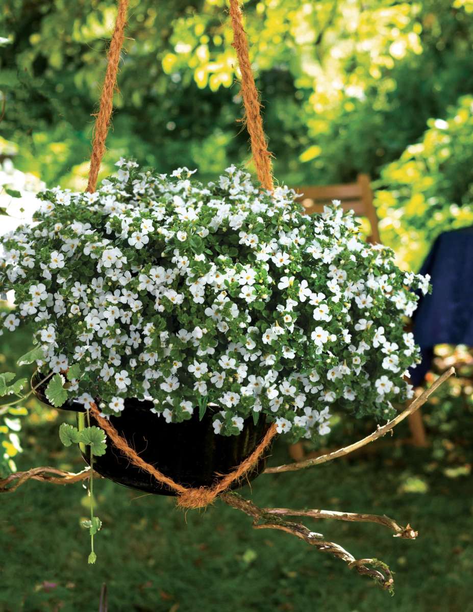 Scopia® Gulliver Dynamic White