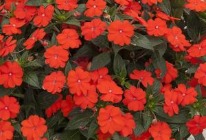 SunPatiens® Vigorous Orange Imp.