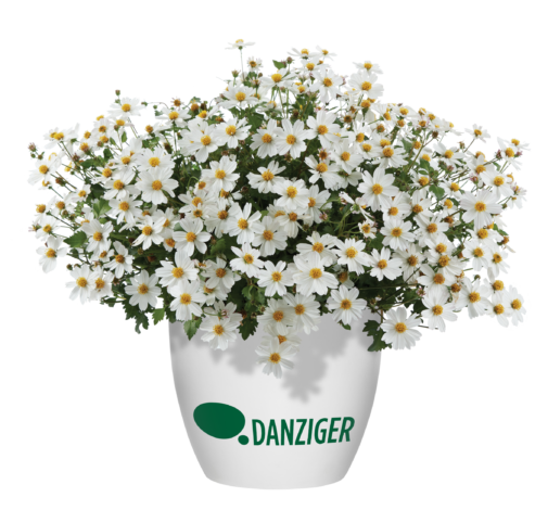 White Delight™ Improved