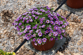 COLIBRI™ Purple Bling