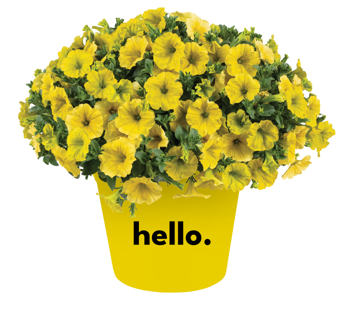 CAPELLA™ Hello Yellow