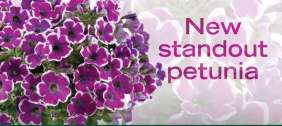 PETUNIA RED CARPET COLLECTION