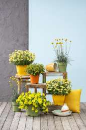 CAPELLA™ Hello Yellow