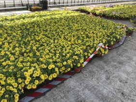 CAPELLA™ Hello Yellow