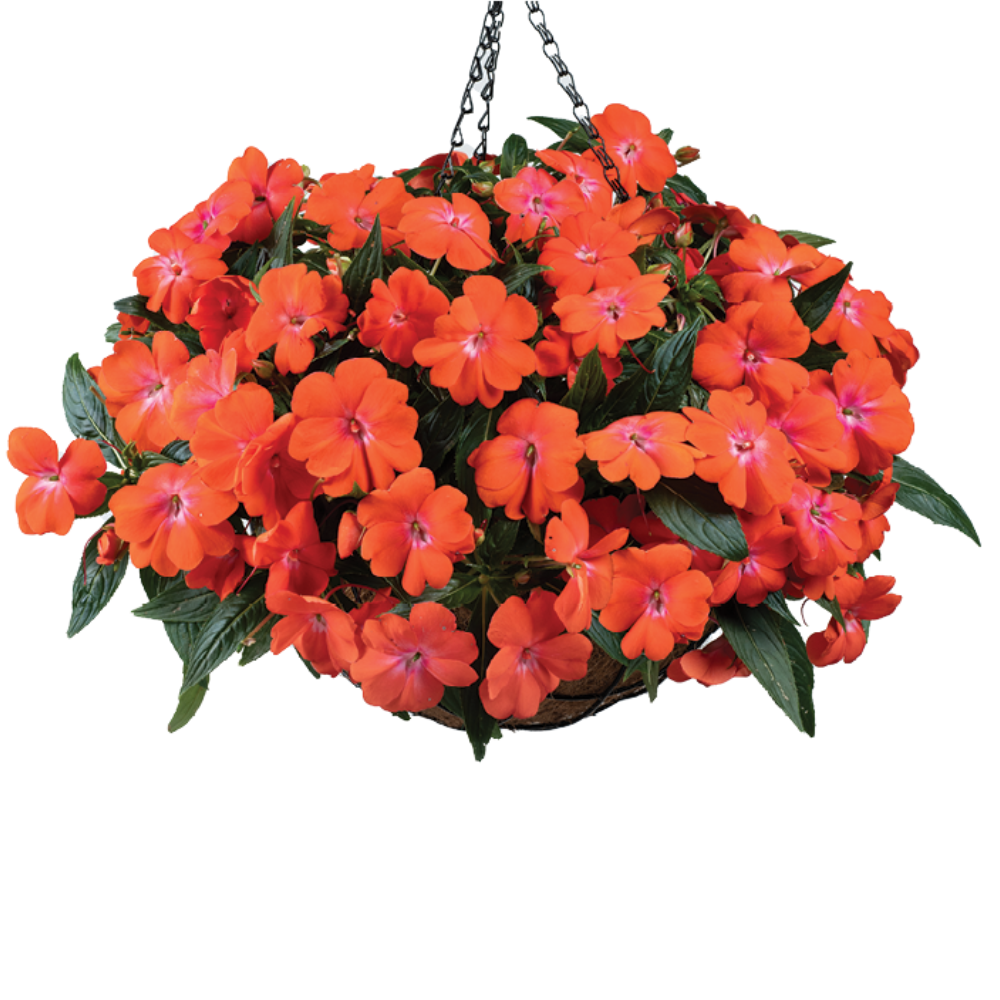 HARMONY® COLORFALL™ Orange