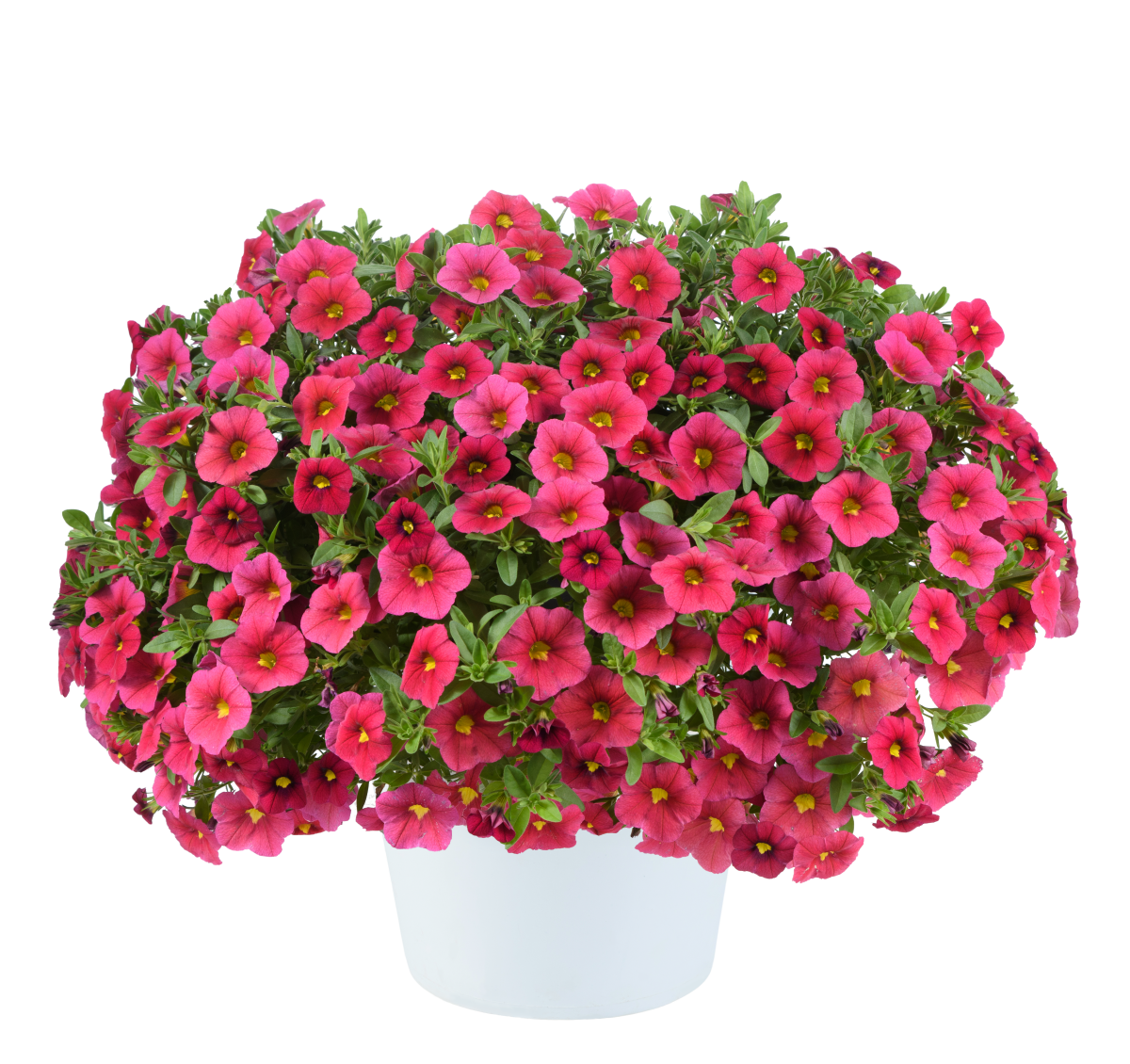 LIA™ Cranberry