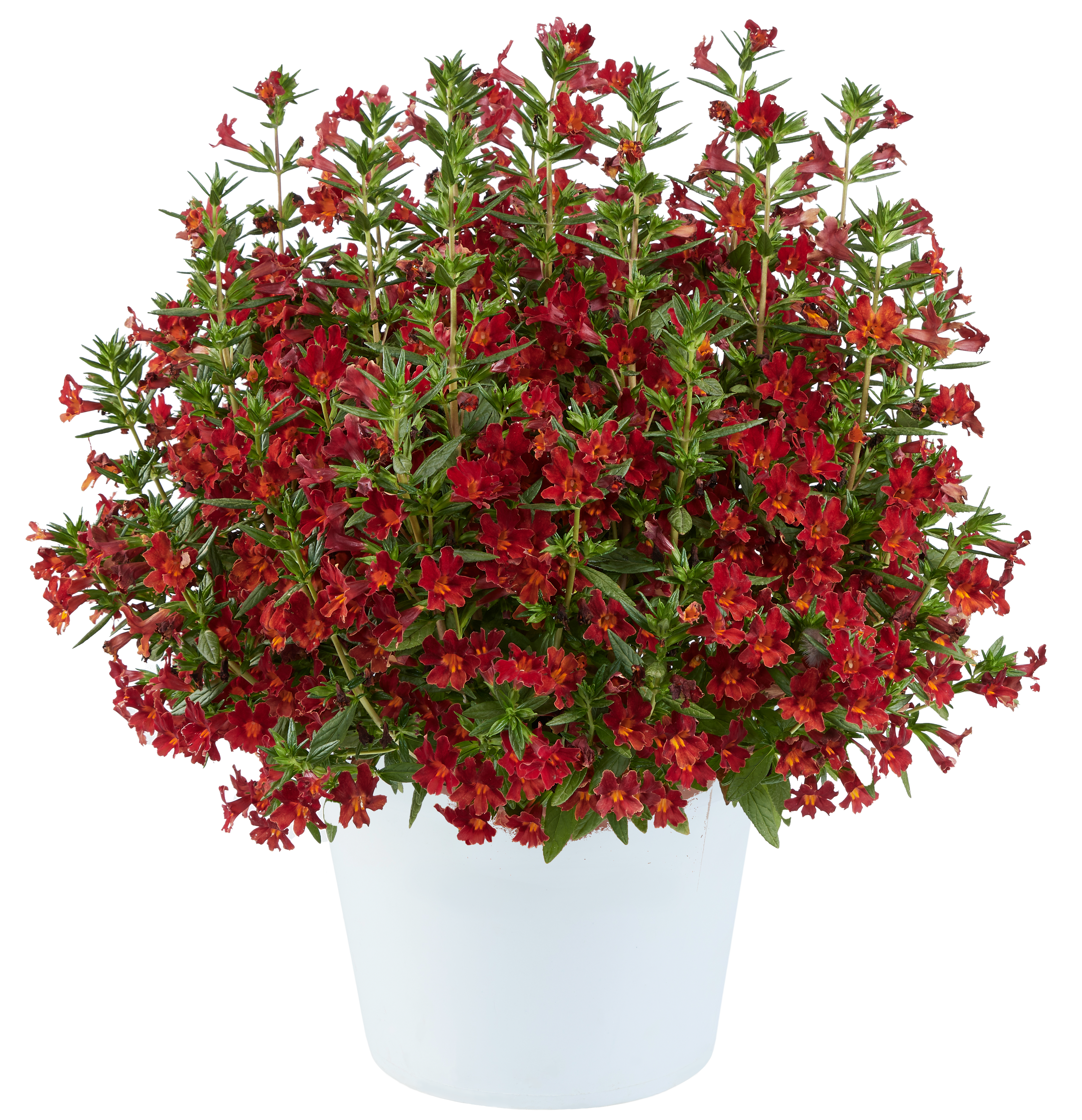 MAI TAI™ Red