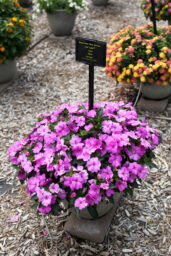SOL LUNA™ Lilac