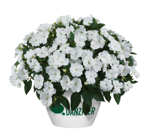SOL LUNA™ White