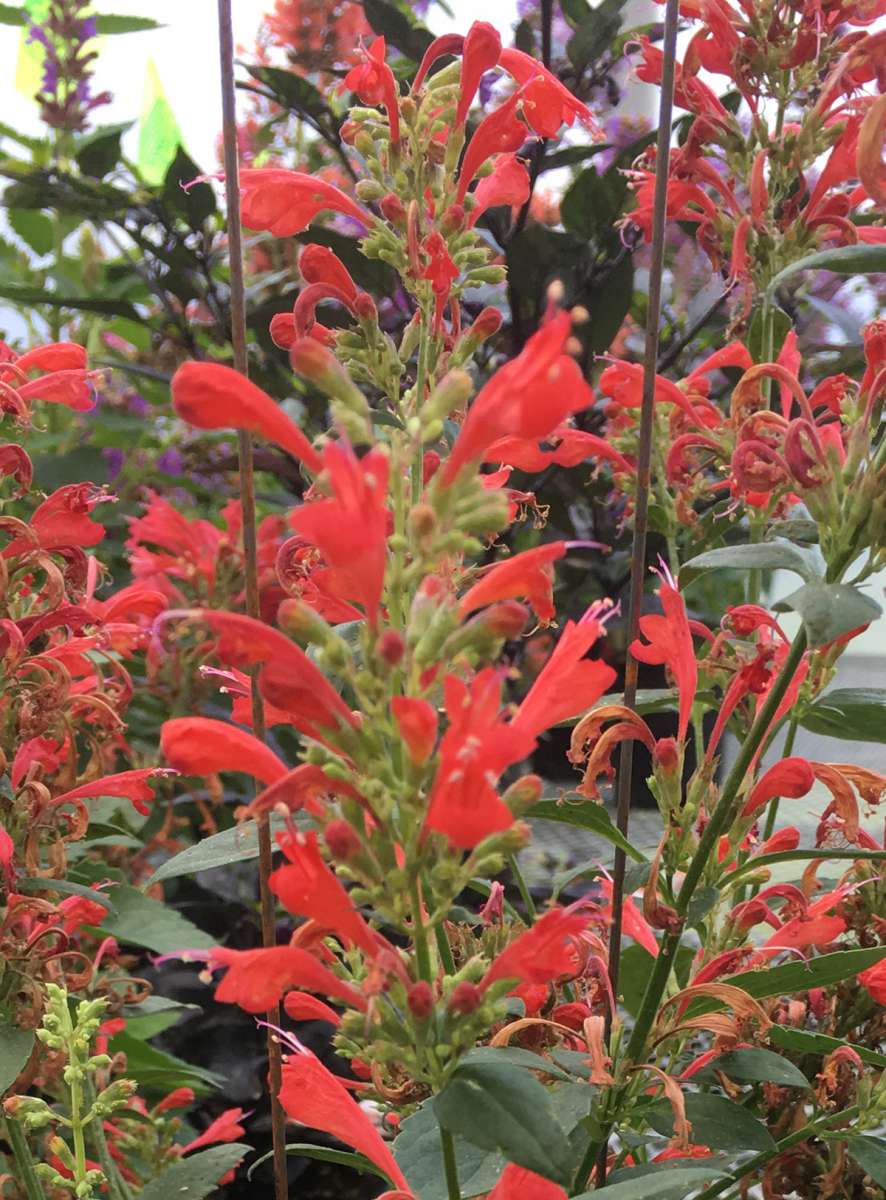 Kudos™ Red